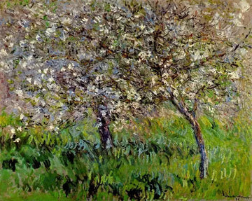 Apple Trees In Bloom At Giverny