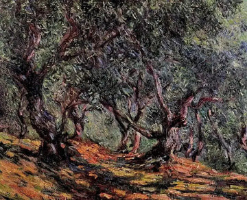 Olive Trees In Bordighera