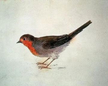 Robin, from The Farnley Book of Birds, c.1816