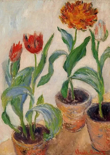 Three Pots Of Tulips