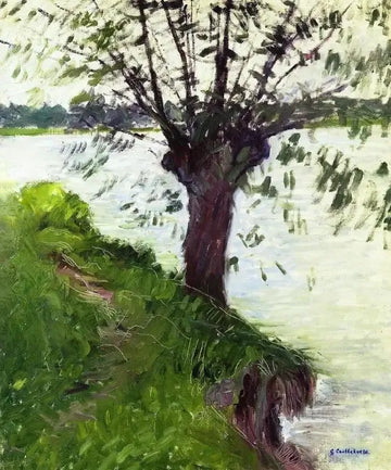 Willow On The Banks Of The Seine